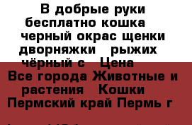 В добрые руки бесплатно,кошка,2.5черный окрас,щенки дворняжки,3 рыжих 1 чёрный,с › Цена ­ - - Все города Животные и растения » Кошки   . Пермский край,Пермь г.